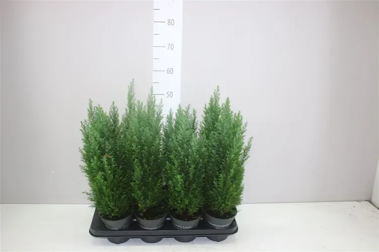 Chamaecyparis La Ellwoodii črepník 13 cm