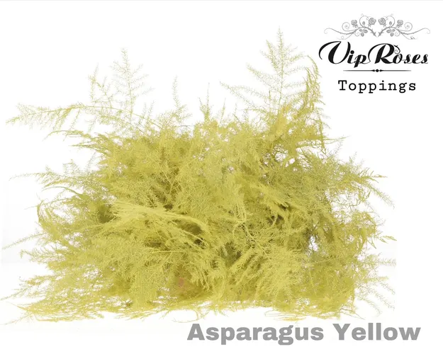 Asparágus Ov 1e Veren Yellow 45 cm