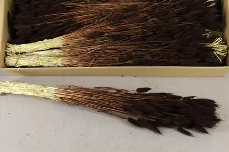 Dried Lagurus Brown 70 cm