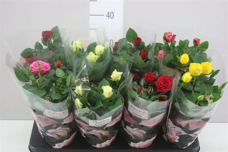Ruža črepníková Patio mix črepník 13 cm