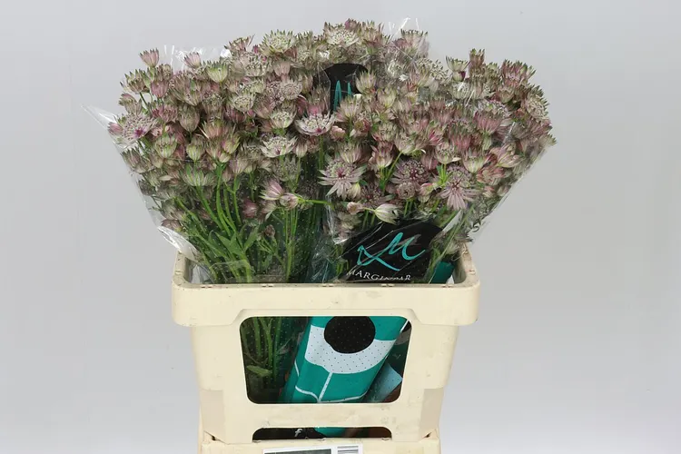 Astrantia Star Of Africa 60 cm
