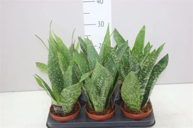 Sansevieria Tr Dragon črepník 12 cm