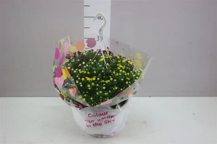 Chrysanth Skyfall Mix In Hangpot črepník 25 cm
