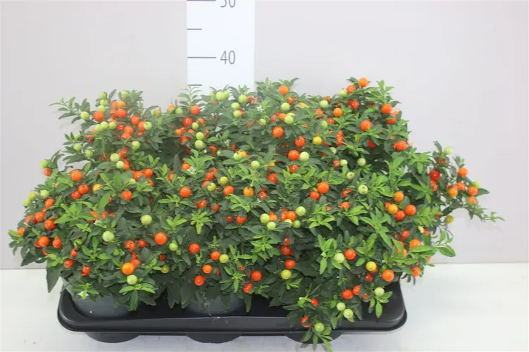 Solanum Pseudocapsicum črepník 17 cm
