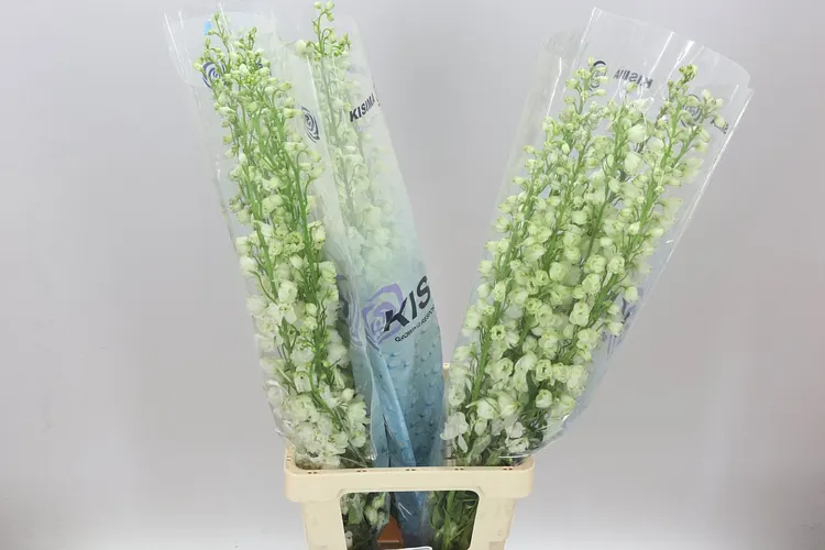 Delph El Guardian White 90 cm