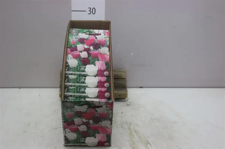 Bol Tulp Flower Power X10