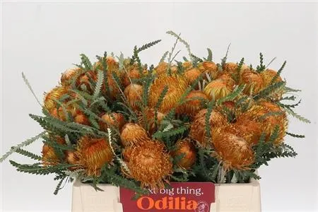 Dryandra Formosa 40 cm