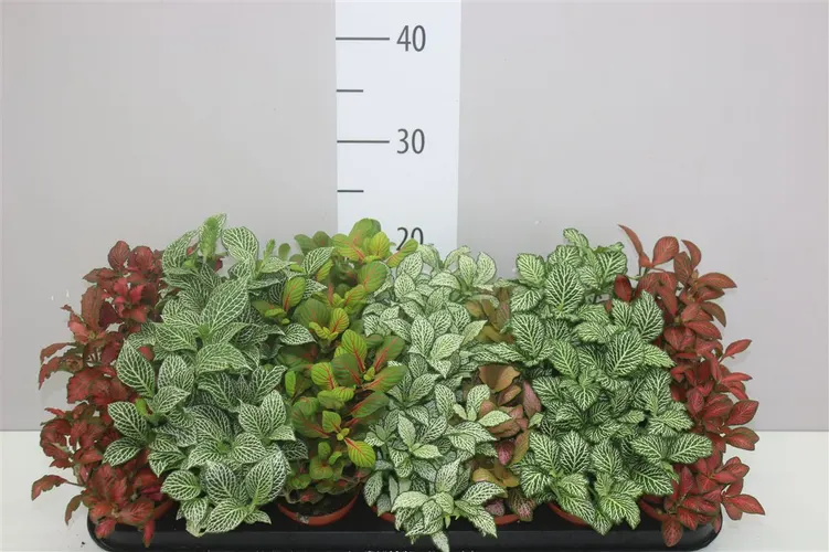 Fittonia mix črepník 8,5 cm