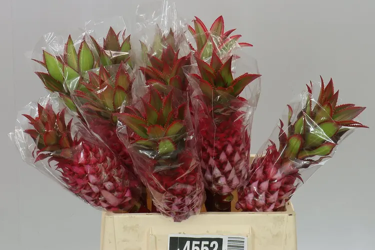 Ananas Medium 50 cm