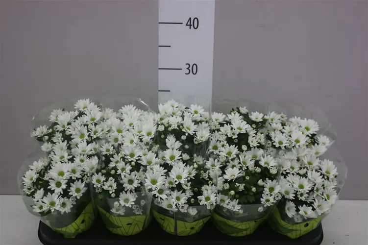 Chryzantéma črepníková Swifty White črepník 10,5 cm