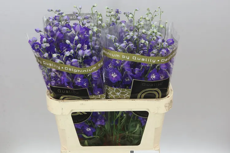Delph El Emerald 80 cm