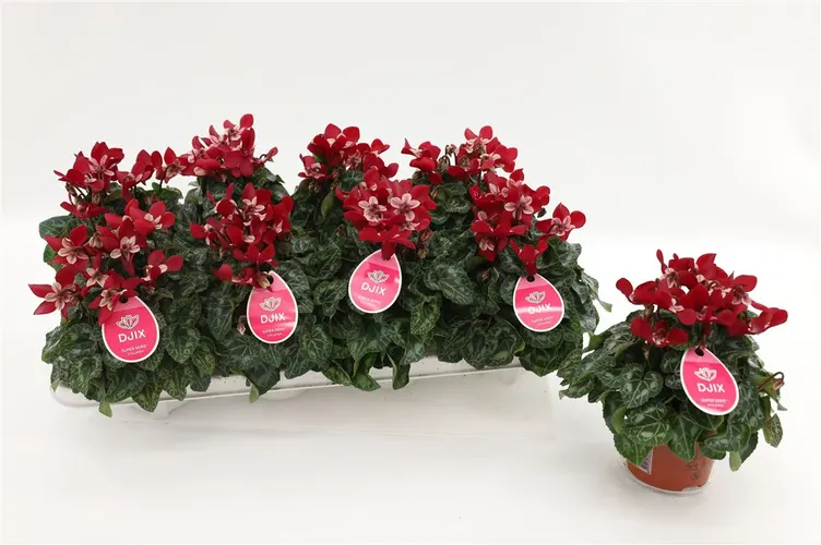 Cyclamen Djx Wijnrood črepník 10,5 cm