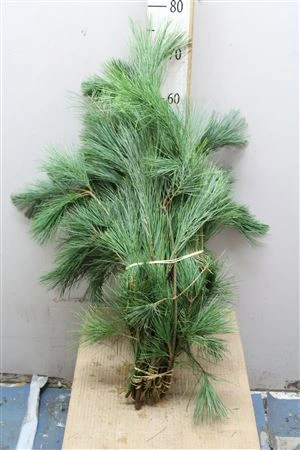Pinus Handbos X 10 65 cm