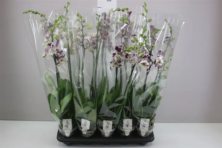 Orchidey Phalaenopsis (hlavný sklad)