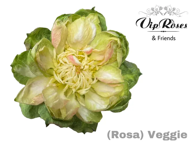 R Gr Veggie 50 cm