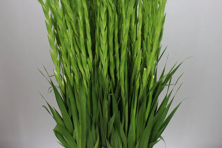 Gladiola Nova Zembla 125 cm