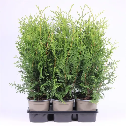 Thuja Occidentalis 'brabant' črepník 15 cm