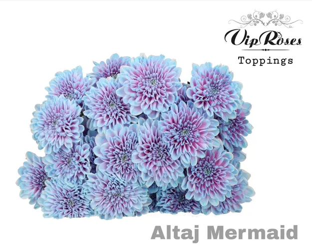 Chryzantéma trsová Altaj Mermaid 65 cm