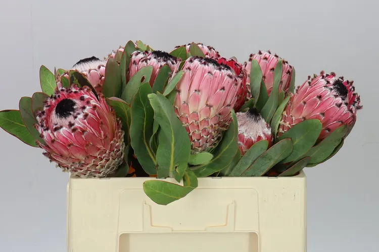 Protea Barbigera 50 cm