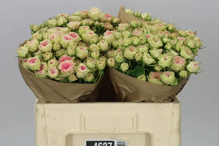 Rosa Tr Grandma F Daisy 50 cm