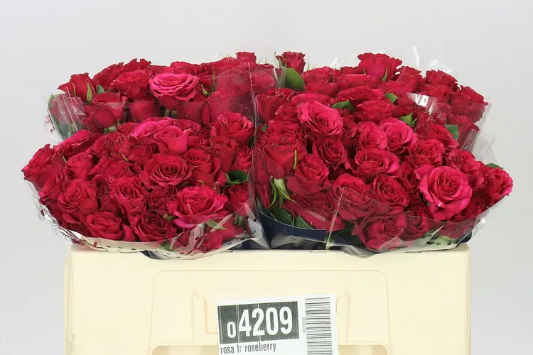 Rosa Tr Roseberry 50 cm