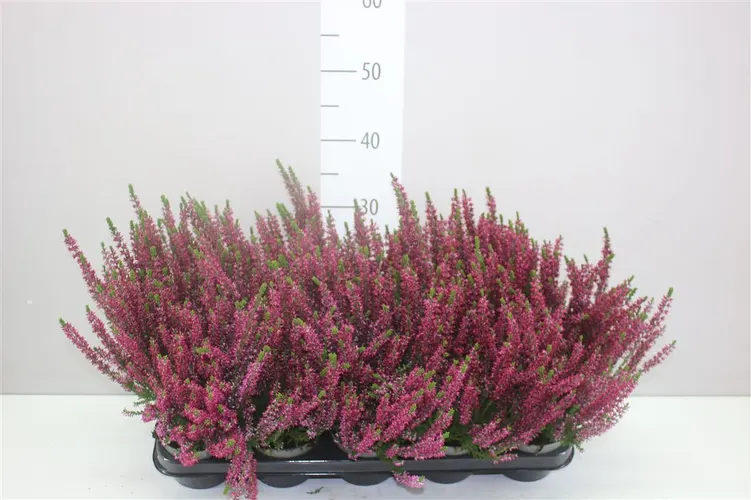Calluna G.girls Lila črepník 11 cm