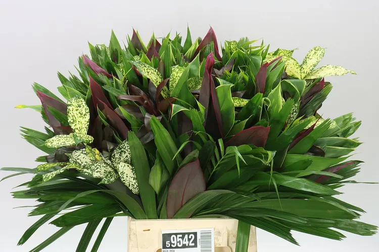 Asia Mix 50 cm