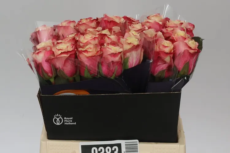 Ruža Maroza 40 cm