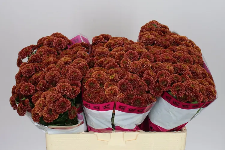 Chryzantéma santini Doria Cherry 55 cm