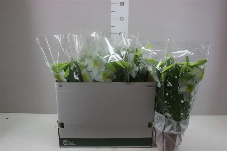Lil Longiflorum Miracle 5pp črepník 19 cm