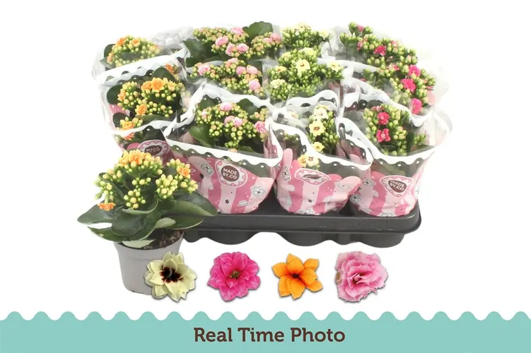 Kalanchoe Calandiva mix Special črepník 9 cm