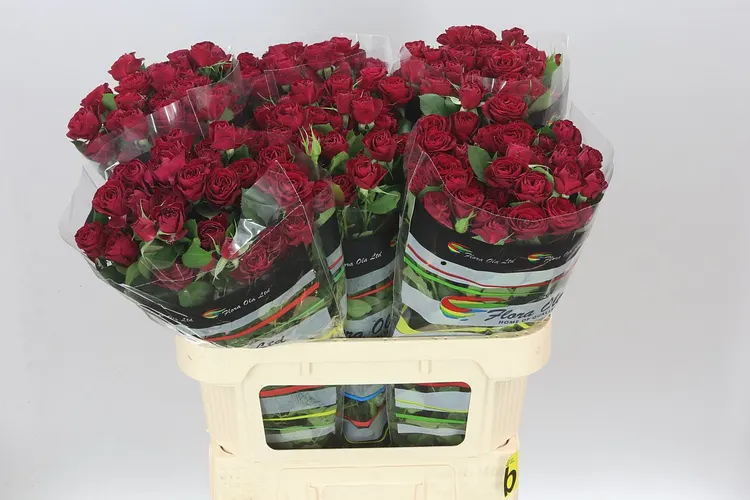 Ruža trsová Red Trendsetter 80 cm