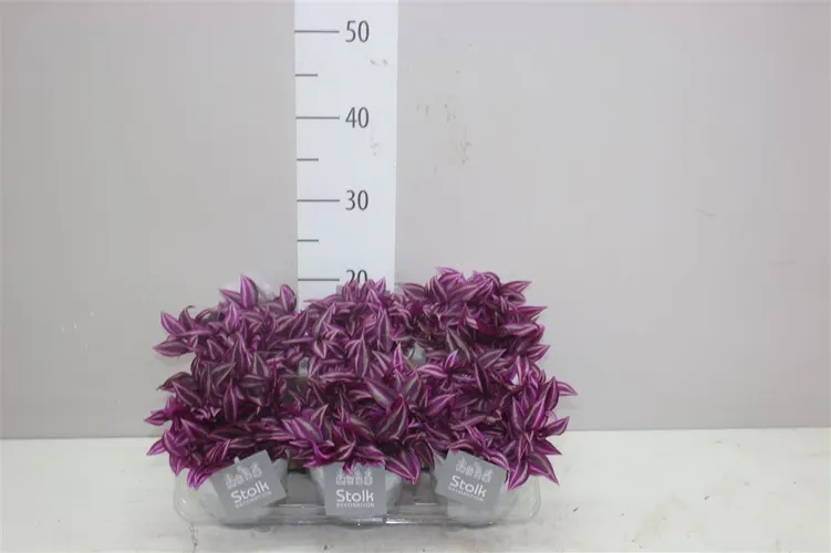 Tradescantia Pink Paradise White Wash Keramiek črepník 11 cm