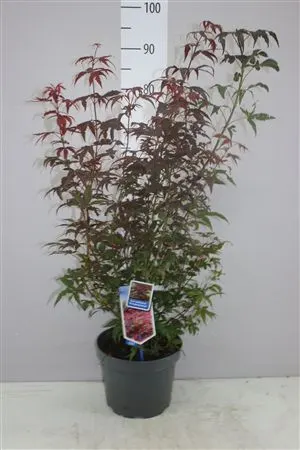 Acer Pa Atropurpureum črepník 23 cm