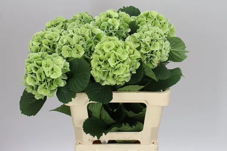 Hydrangea Lolly Pop Green Classic 60 cm