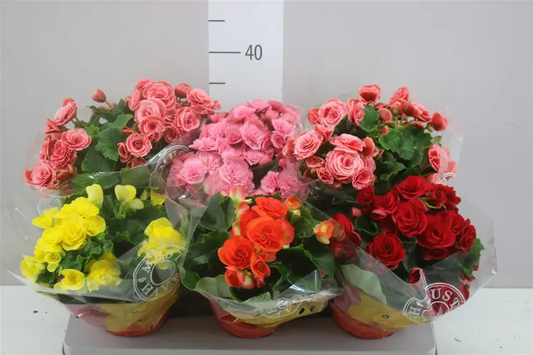 Begonia Du Gemengd črepník 13 cm