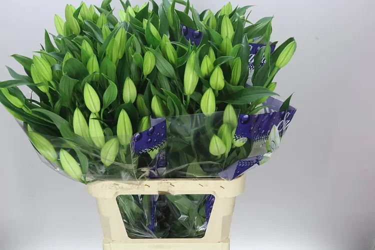 Lil Or Santander 95 cm
