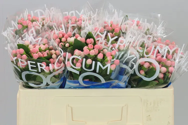 Hyp Coco Casino 50 cm