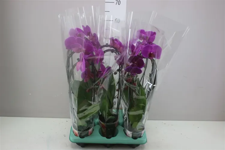 Orchidea Phalaenopsis Cascade fialová, 2 výhony črepník 12 cm