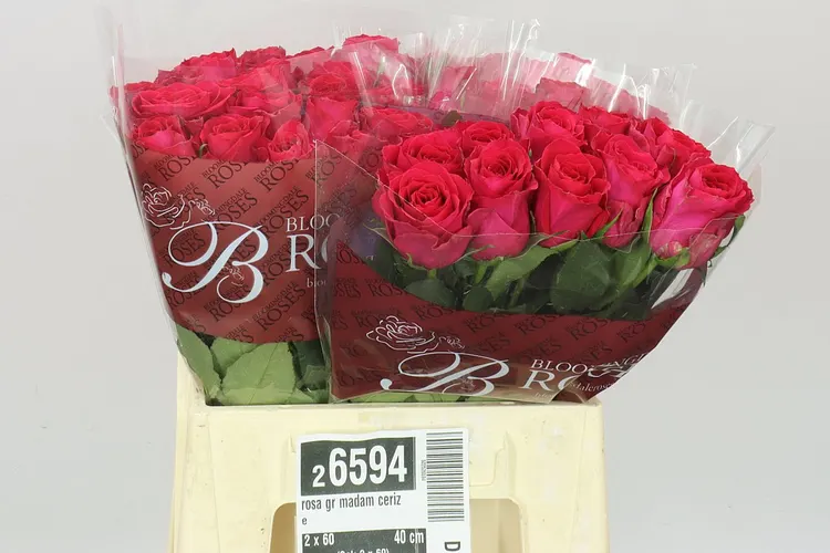 Ruža Madam Cerize 40 cm