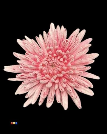 Chryzantéma veľkokvetá Ana Snow Cerise 70 cm