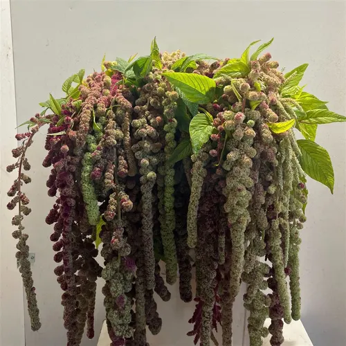 Amaranthus Ca Mira 80 cm