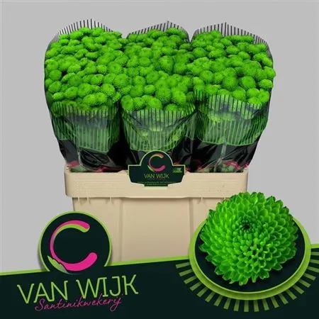 Sant Country 55 cm