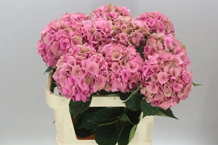 Hyd Palace Classic 80 cm