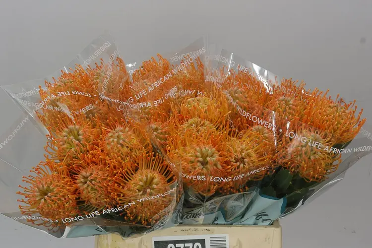 Leucospermum Soleil 40 cm