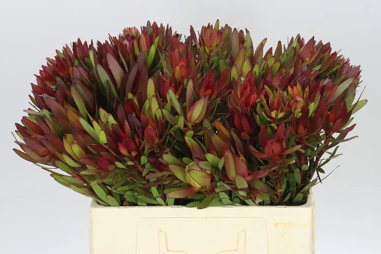 Leucadendron Safari Sunset 60 cm