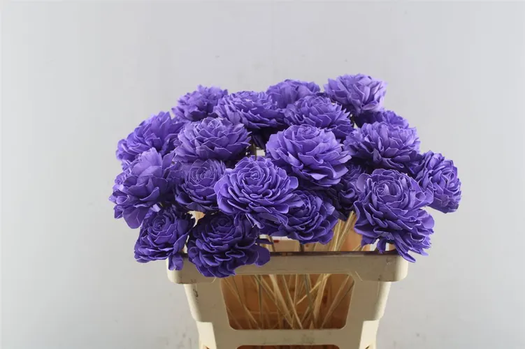 Dahlia Lavendel 10cm, sušené 50 cm