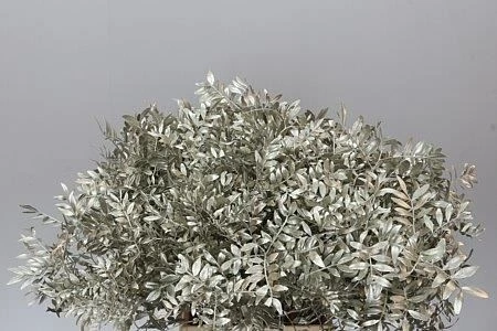 Pistácia Short Platina 50 cm