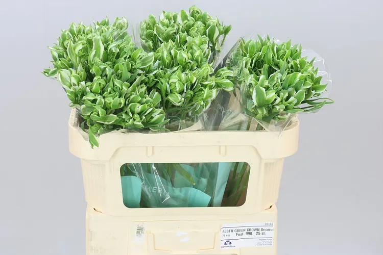 Alstroméria Green Crown 70 cm