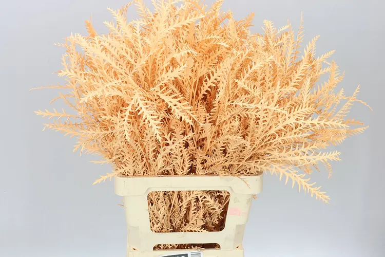 Ivanhoe Apricot 60 cm